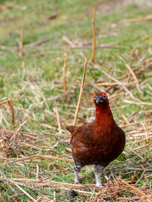 Red Grouse (Lagopus lagopus scotica). County Durham, United Kingdom. April 2021