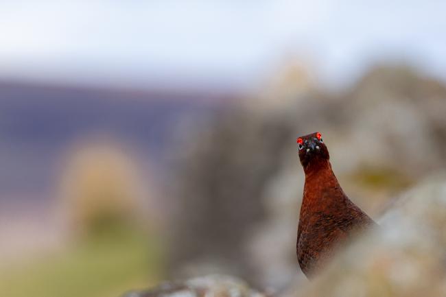 Red Grouse (Lagopus lagopus scotica). County Durham, United Kingdom. April 2021