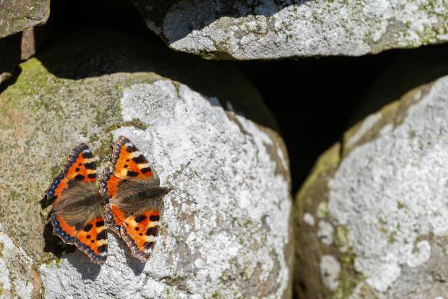 Small Tortoiseshell (Aglais urticae). County Durham, United Kingdom. April 2021