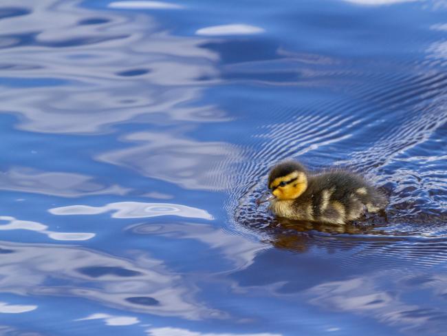 Mallard (Anas platyrhynchos). County Durham, United Kingdom. April 2021