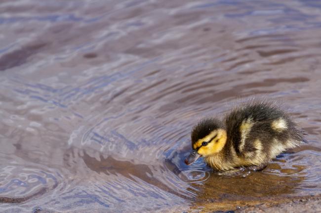 Mallard (Anas platyrhynchos). County Durham, United Kingdom. April 2021