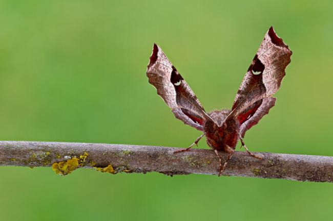 Purple Thorn (Selenia tetralunaria). County Durham, United Kingdom. April 2021
