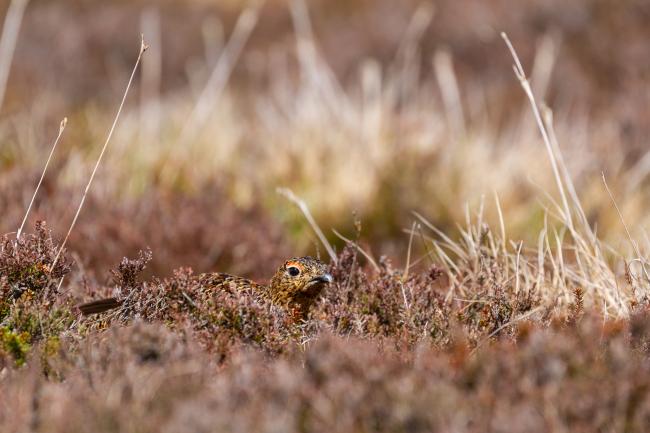 Red Grouse (Lagopus lagopus scotica). Northumberland, United Kingdom. May 2021