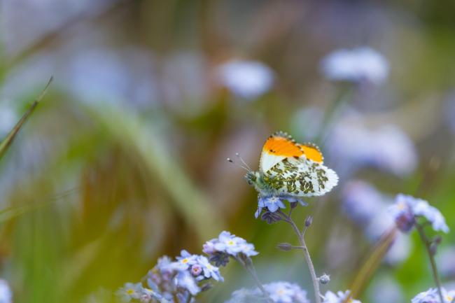 Orange-tip (Anthocharis cardamines). Northumberland, United Kingdom. May 2021