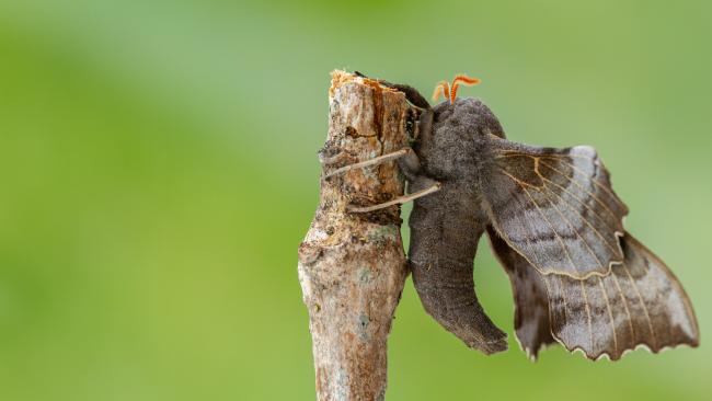 Poplar Hawk-moth (Laothoe populi). County Durham, United Kingdom. June 2021