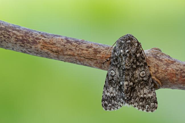 Poplar Grey (Subacronicta megacephala). County Durham, United Kingdom. June 2021