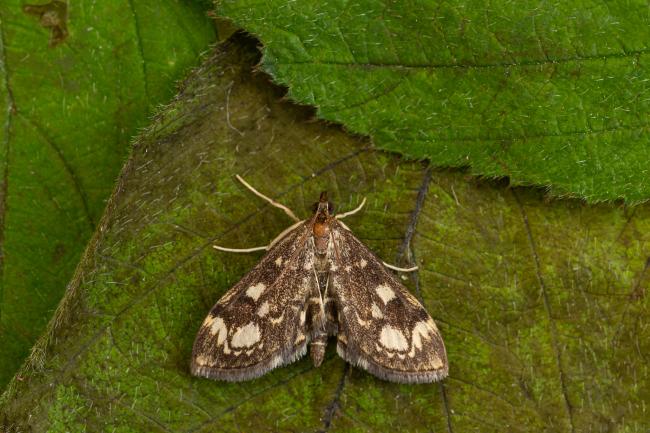Elder Pearl (Anania coronata). County Durham, United Kingdom. June 2021