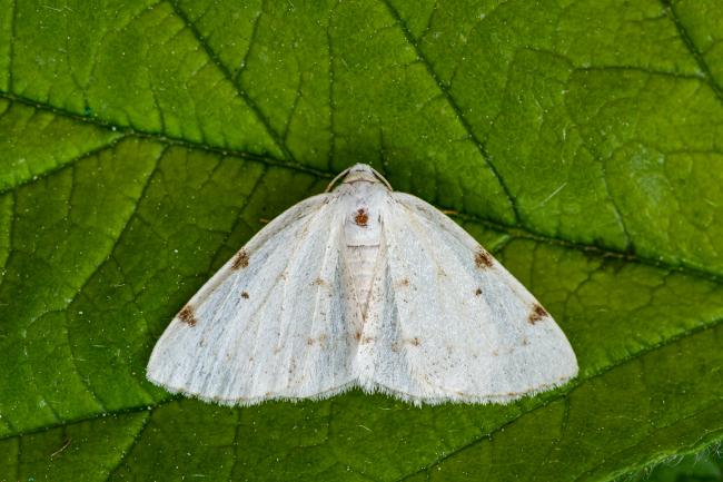 White-pinion Spotted (Lomographa bimaculata). County Durham, United Kingdom. June 2021