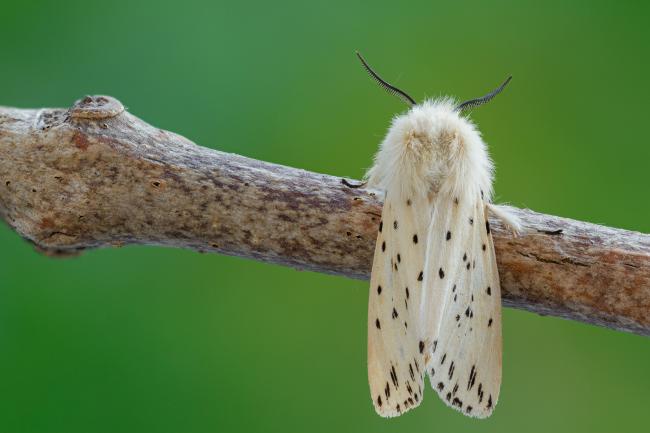 White Ermine (Spilosoma lubricipeda). County Durham, United Kingdom. June 2021