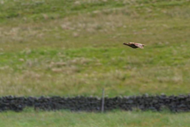Black Grouse (Lyrurus tetrix). County Durham, United Kingdom. June 2021