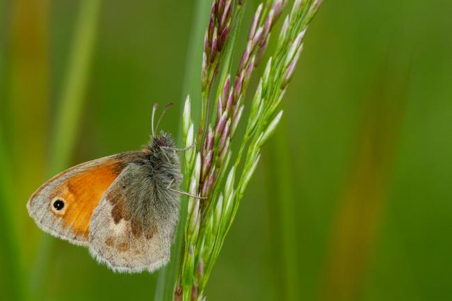 Small Heath (Coenonympha pamphilus). County Durham, United Kingdom. June 2021