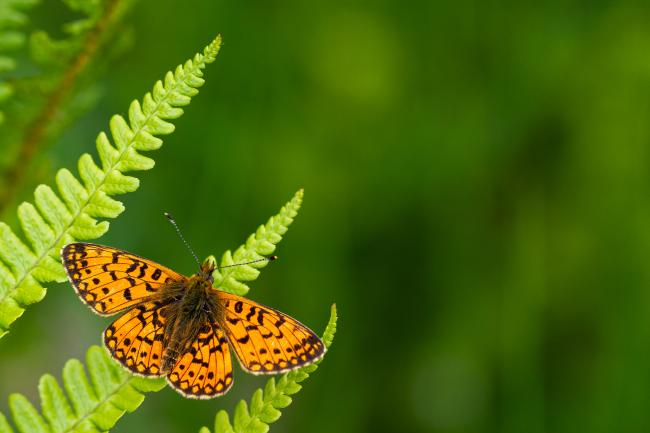 Small Pearl-bordered Fritillary (Boloria selene). County Durham, United Kingdom. June 2021