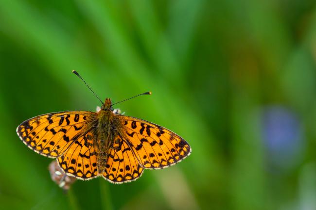 Small Pearl-bordered Fritillary (Boloria selene). County Durham, United Kingdom. June 2021