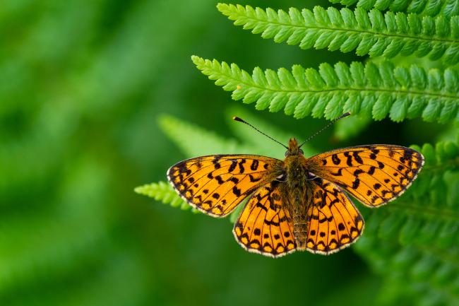 Small Pearl-bordered Fritillary (Boloria selene). County Durham, United Kingdom. June 2021