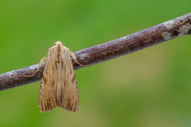 Light Arches (Apamea lithoxylaea). County Durham, United Kingdom. July 2021
