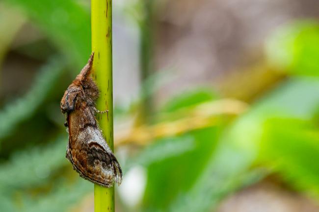 Pebble Prominent (Notodonta ziczac). Argyll and Bute, United Kingdom. July 2021