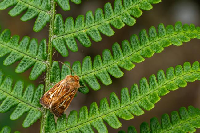 Antler (Cerapteryx graminis). Argyll and Bute, United Kingdom. July 2021