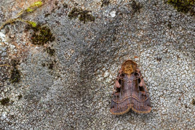 Triple-spotted Clay (Xestia ditrapezium). Argyll and Bute, United Kingdom. July 2021