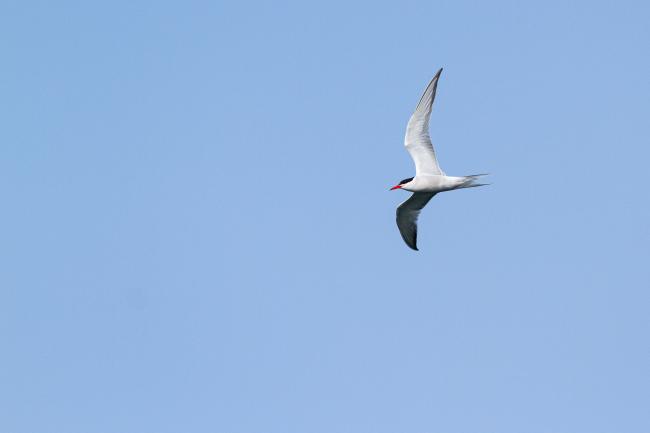 Common Tern (Sterna hirundo). Argyll and Bute, United Kingdom. July 2021