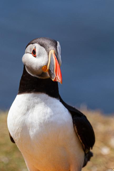 Atlantic Puffin (Fratercula arctica). Argyll and Bute, United Kingdom. July 2021