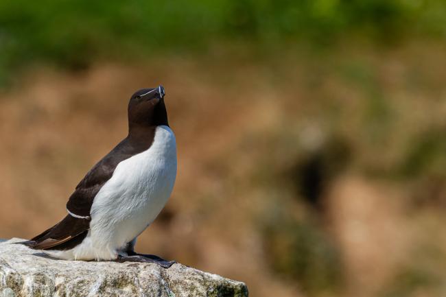 Razorbill (Alca torda). Argyll and Bute, United Kingdom. July 2021