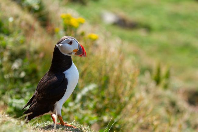 Atlantic Puffin (Fratercula arctica). Argyll and Bute, United Kingdom. July 2021