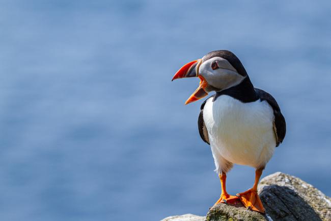 Atlantic Puffin (Fratercula arctica). Argyll and Bute, United Kingdom. July 2021