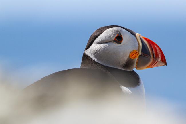 Atlantic Puffin (Fratercula arctica). Argyll and Bute, United Kingdom. July 2021