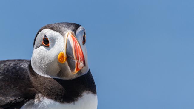 Atlantic Puffin (Fratercula arctica). Argyll and Bute, United Kingdom. July 2021