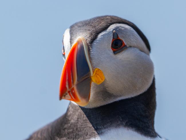 Atlantic Puffin (Fratercula arctica). Argyll and Bute, United Kingdom. July 2021