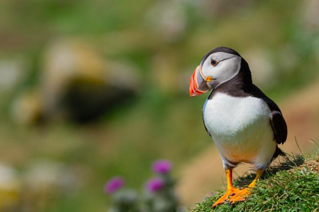 Atlantic Puffin (Fratercula arctica). Argyll and Bute, United Kingdom. July 2021