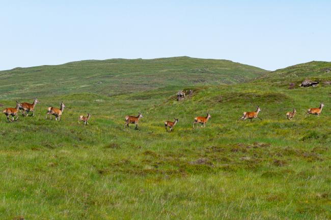Red Deer (Cervus elaphus). Argyll and Bute, United Kingdom. July 2021
