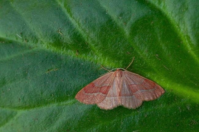 Barred Red (Hylaea fasciaria). Perth and Kinross, United Kingdom. July 2021