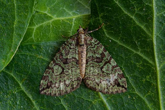 July Highflier (Hydriomena furcata). County Durham, United Kingdom. August 2021