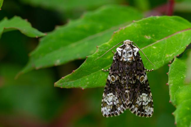 Coronet (Craniophora ligustri). West Sussex, United Kingdom. August 2021