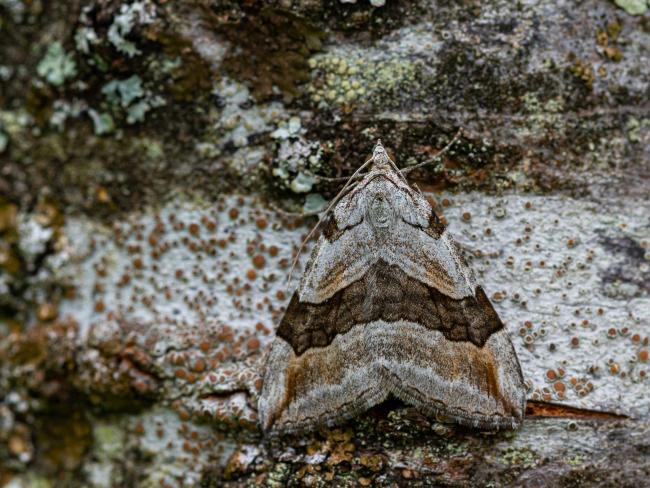Treble Bar (Aplocera plagiata). West Sussex, United Kingdom. August 2021