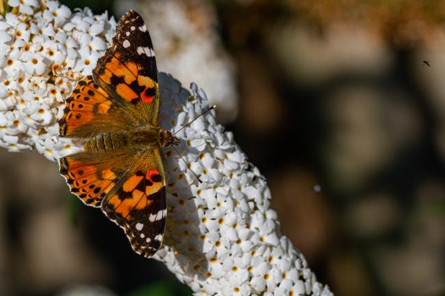 Painted Lady (Vanessa cardui). Oxfordshire, United Kingdom. August 2021