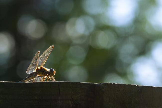 Common Darter (Sympetrum striolatum). Oxfordshire, United Kingdom. August 2021