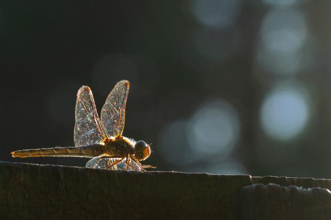 Common Darter (Sympetrum striolatum). Oxfordshire, United Kingdom. August 2021