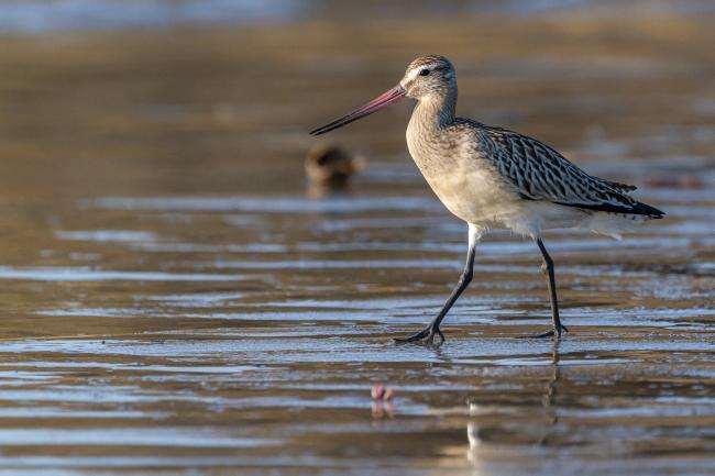Bar-tailed Godwit (Limosa lapponica). Dyfed, United Kingdom. August 2021
