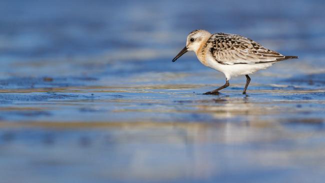 Sanderling (Calidris alba). Dyfed, United Kingdom. August 2021