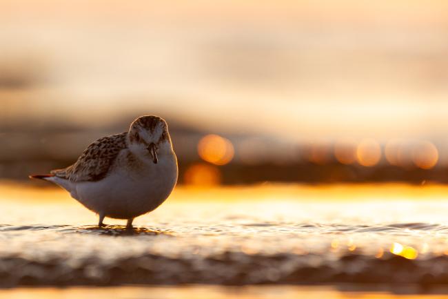 Sanderling (Calidris alba). Dyfed, United Kingdom. August 2021