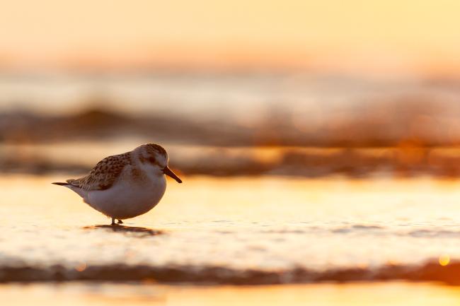 Sanderling (Calidris alba). Dyfed, United Kingdom. August 2021