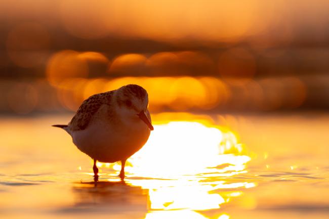 Sanderling (Calidris alba). Dyfed, United Kingdom. August 2021