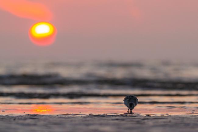 Sanderling (Calidris alba). Dyfed, United Kingdom. August 2021