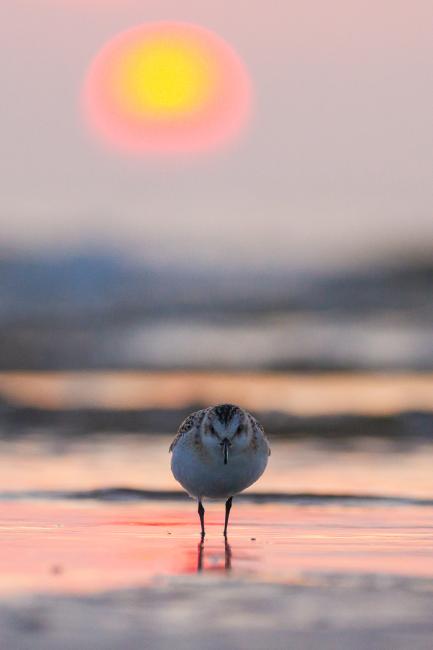 Sanderling (Calidris alba). Dyfed, United Kingdom. August 2021