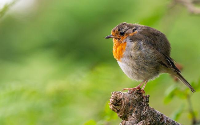 European Robin (Erithacus rubecula). Dyfed, United Kingdom. September 2021