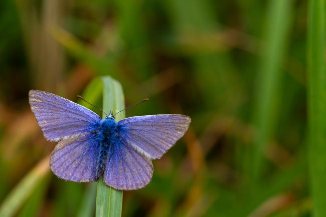 Common Blue (Polyommatus icarus). Dyfed, United Kingdom. September 2021