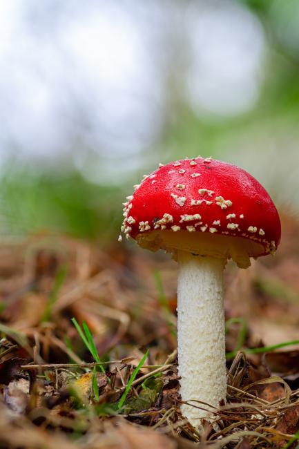 Fly Agaric (Amanita muscaria). County Durham, United Kingdom. October 2021