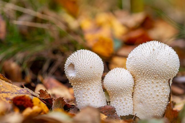 Common Puffball (Lycoperdon perlatum). County Durham, United Kingdom. October 2021